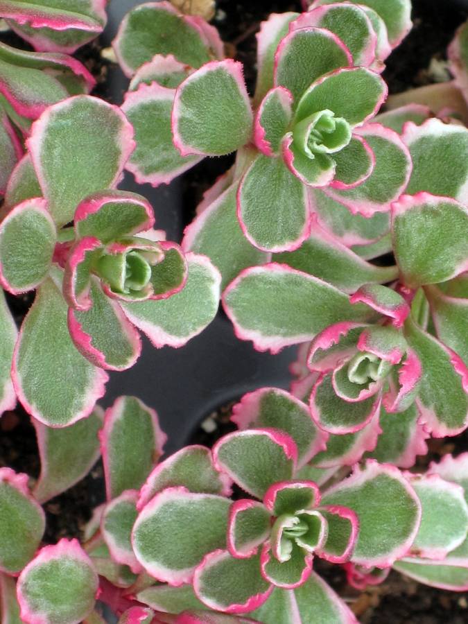 Sedums For Sedum Plants Garden Groundcover Sedum Tricolor