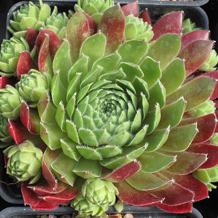 Hens and Chicks Sempervivum for Sale | Hardy Sempervivums | Crassulaceae