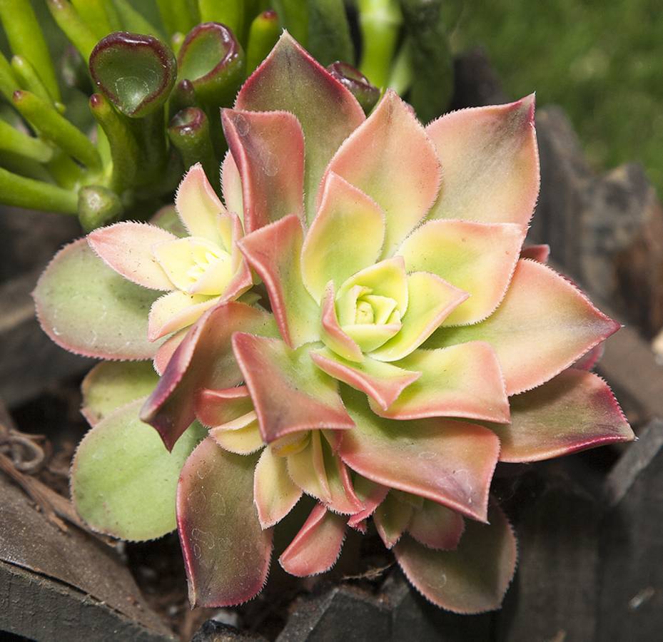 Exotic Succulents | Simply Succulents®