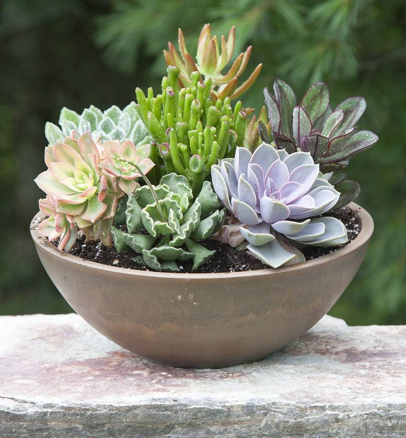 What Type Of Plants Are Succulents? – Dane101