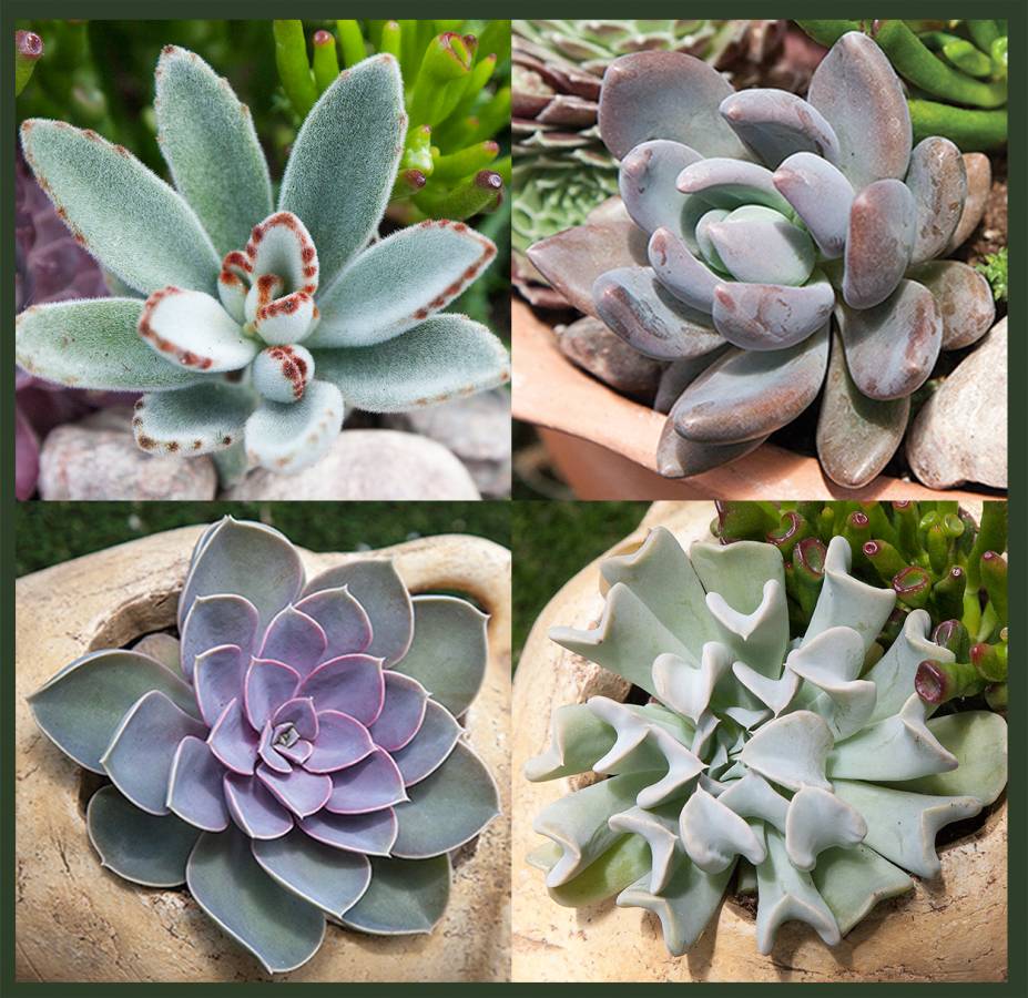 Exotic Succulents Collection | Buy Exotic Tender Cactus Plant Collection
