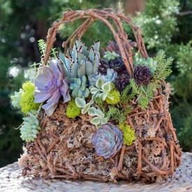 Simply Succulents Indoor Outdoor For Grapevine Art
