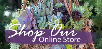 Simply Succulents Our Online Our Online