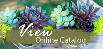 Simply Succulents Indoor Outdoor For View Online Catalog