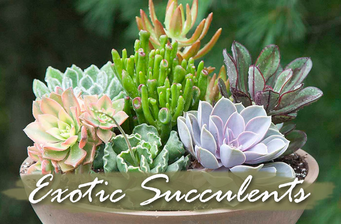 Simply Succulents   Succulent Plants  for Sale  Hardy 
